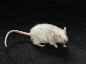 live hairless mice for sale