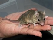 Short Tail Possums For Sale