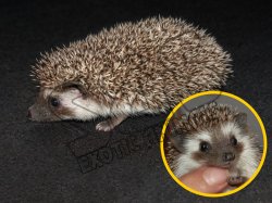 Meet Jace, the badger hedgehog! - $0.00 : Mammal Pets,buy mammals