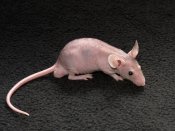 live hairless mice for sale