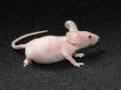 live hairless mice for sale