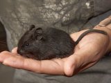 Meet Olivia, the black degu!