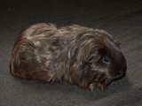 Introducing Sean, the silkie guinea pig!