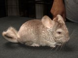 Meet Janis, the beige chinchilla!