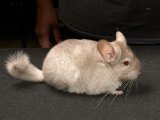 Welcome Willis, the beige chinchilla!