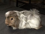 Welcome Paxton, the Peruvian guinea pig!