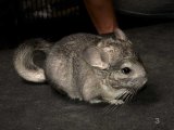 Meet Clare, the gray chinchilla!