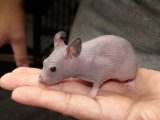 Meet Alison, the hairless hamster!