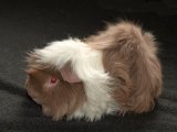 Meet Landon, the lunkarya guinea pig!