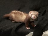 Welcome Luna, the sable mask ferret!