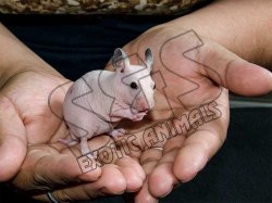 Hairless hamsters best sale