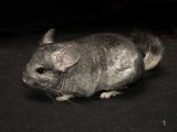 Introducing Klay, the gray chinchilla!