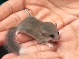 Meet Delores, the white tipped dormouse!