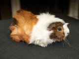 Meet Allen, the Abyssinian guinea pig!