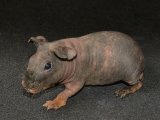 Meet Brady, the skinny pig!