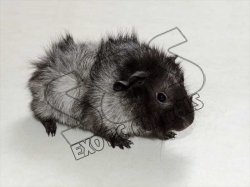 Black abyssinian best sale guinea pig