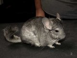 Say hello to Conley, the gray chinchilla!