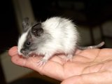 Welcome Elijah, the black pied degu!