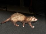 Meet Oliver, the sable mask ferret!