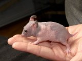 Welcome Hattie, the hairless hamster!